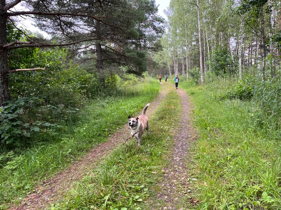 Mushrooming in Kemeri, Latvia