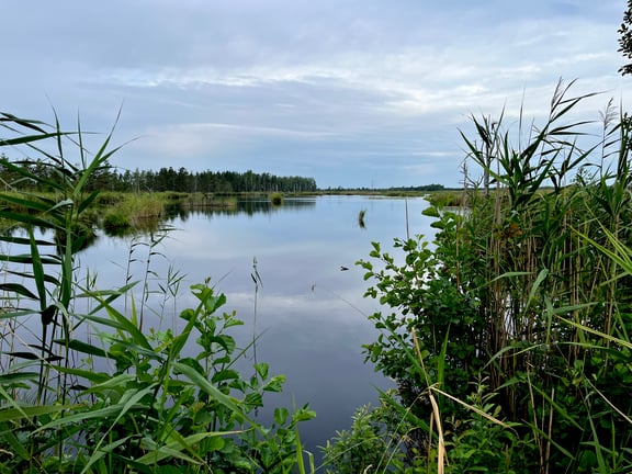 Mushrooming in Kemeri, Latvia