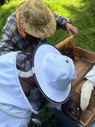 Balvi Bees, Latvia