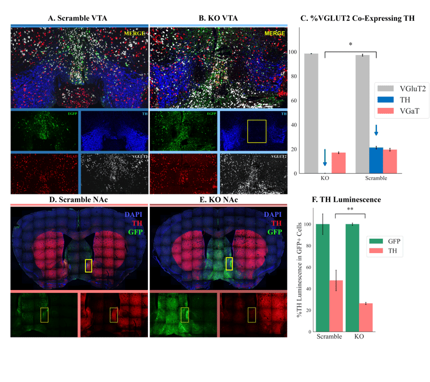 Knockdown Results Histology
