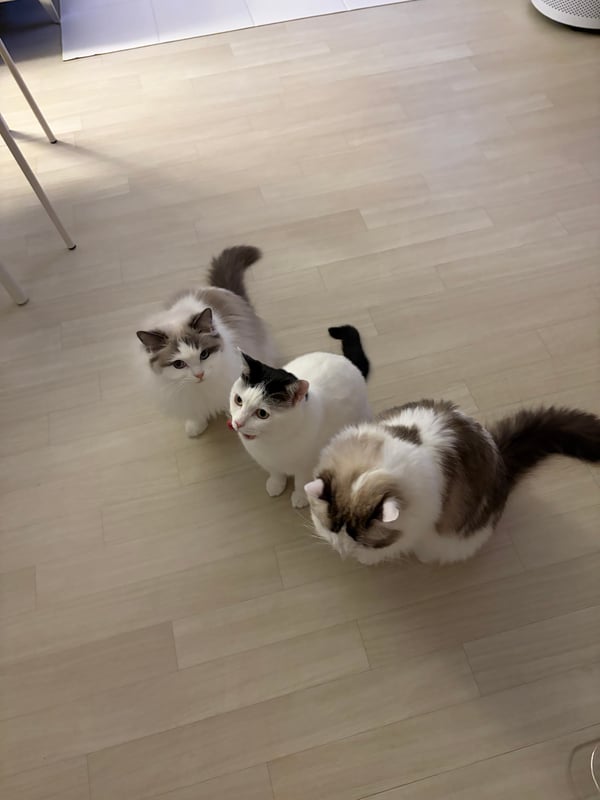 저희집 고앵이들 자랑할게욧