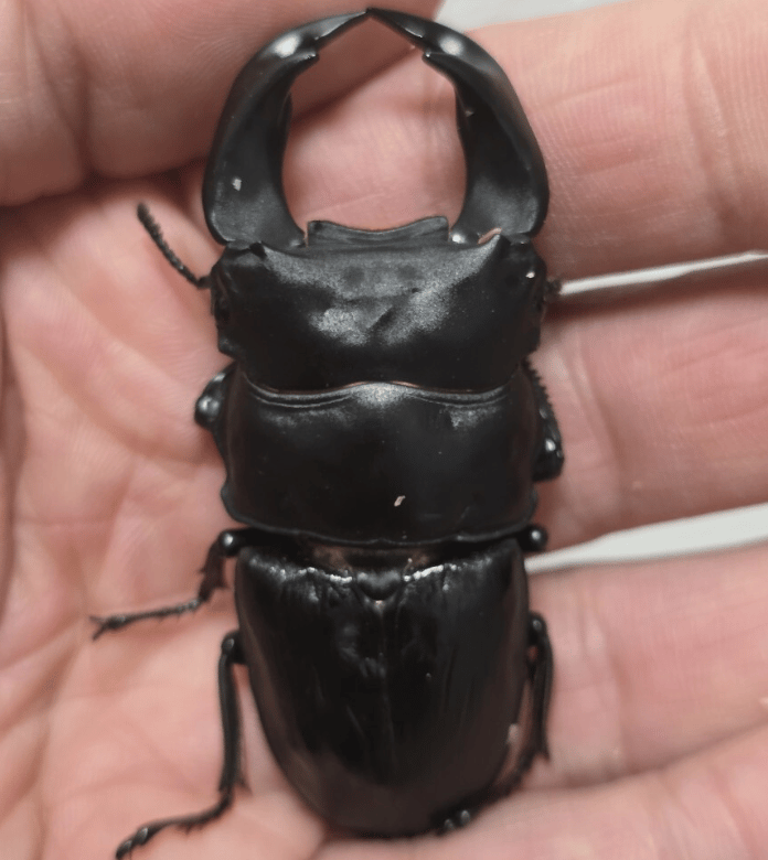 왕사슴벌레 피닉스 혈 1페어 분양합니다