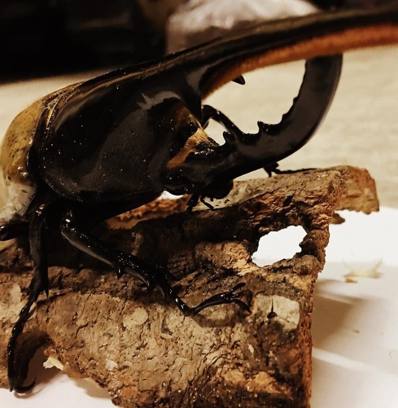 【ディスカッション】最近の幼虫相場について