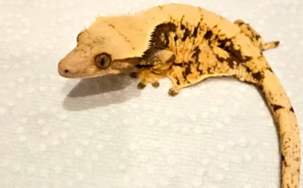 라이트닝 버그 x Gen X