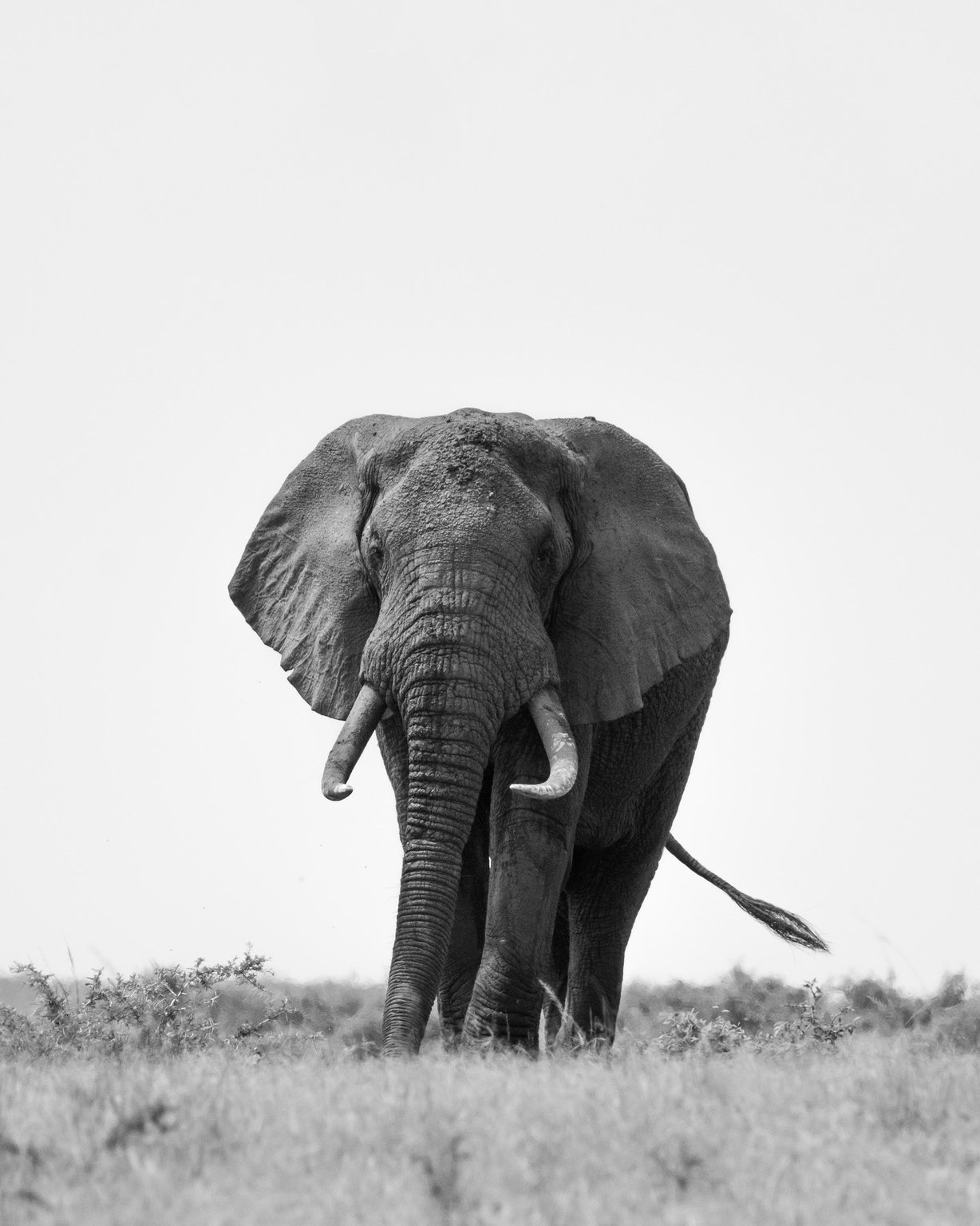 black and white image of an elephant walking toward the photographer