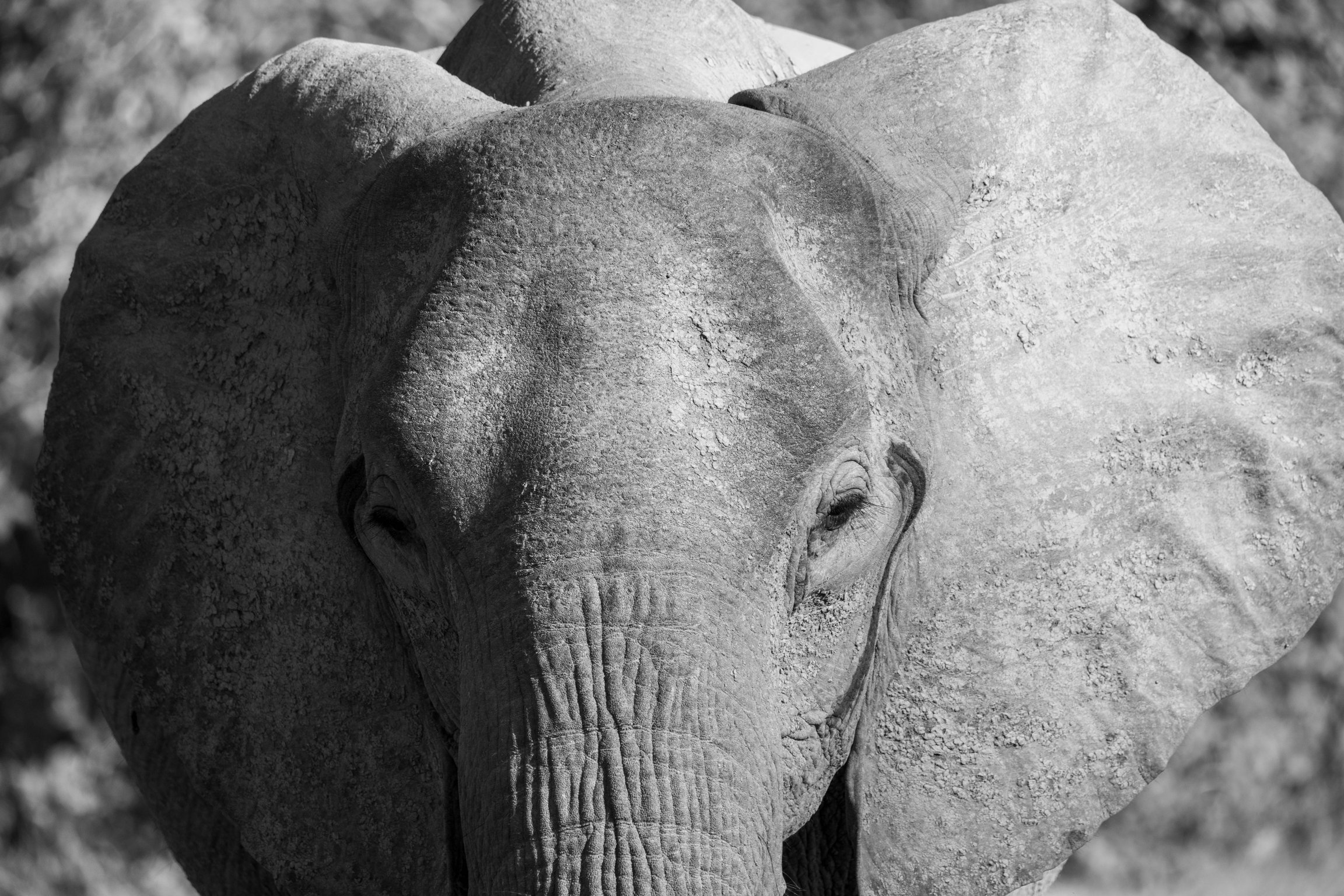 black and white close up image of a juvenile elephant