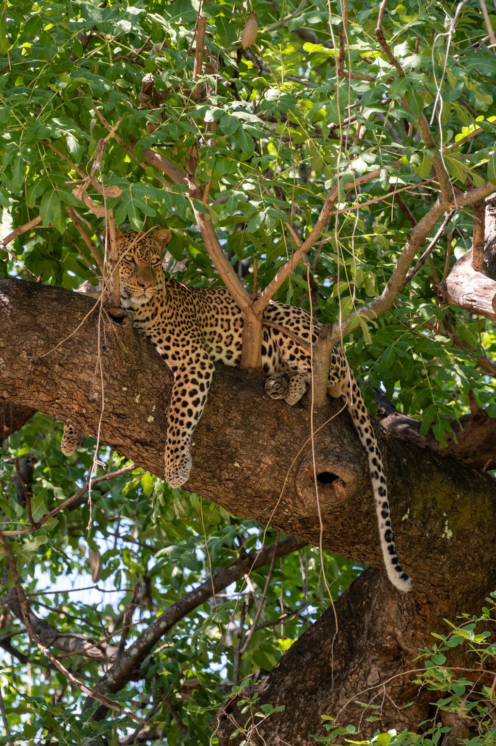 Giraffe in the African wilderness