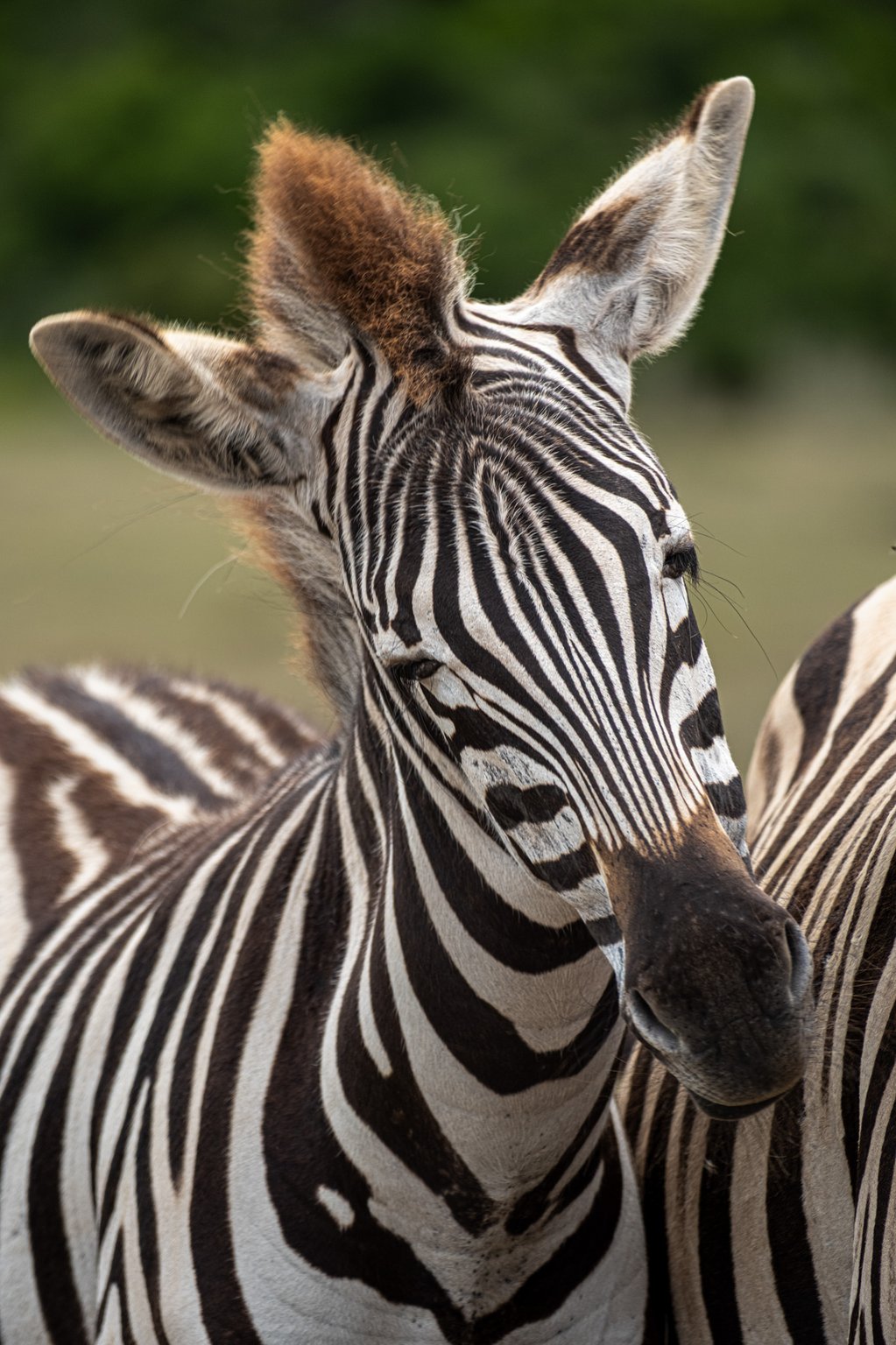 African sunset landscape