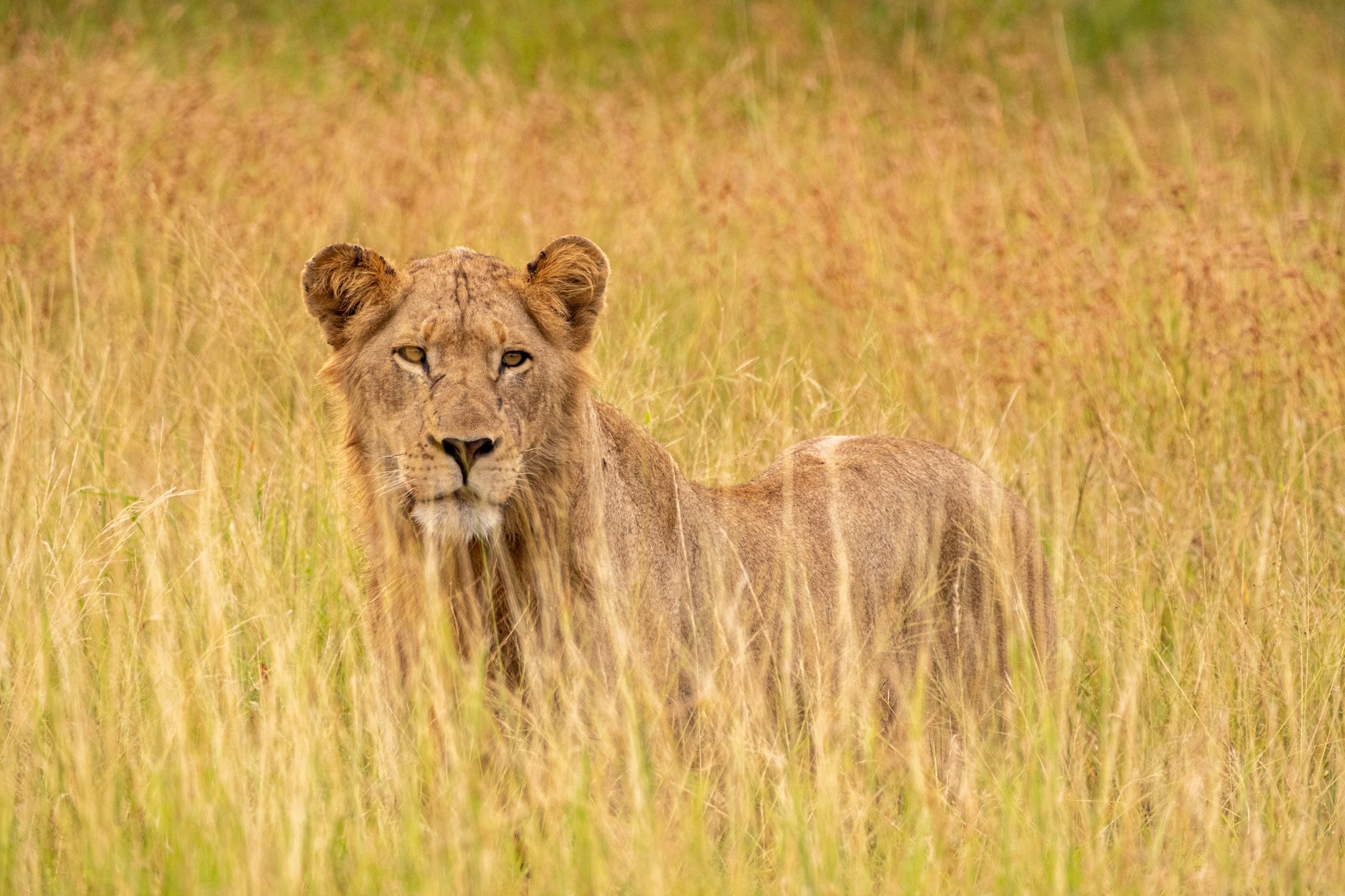 a young male lion in the bush in the savannah