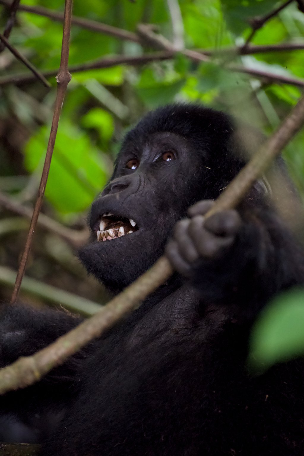 Portrait of a mountain gorilla in the jungle