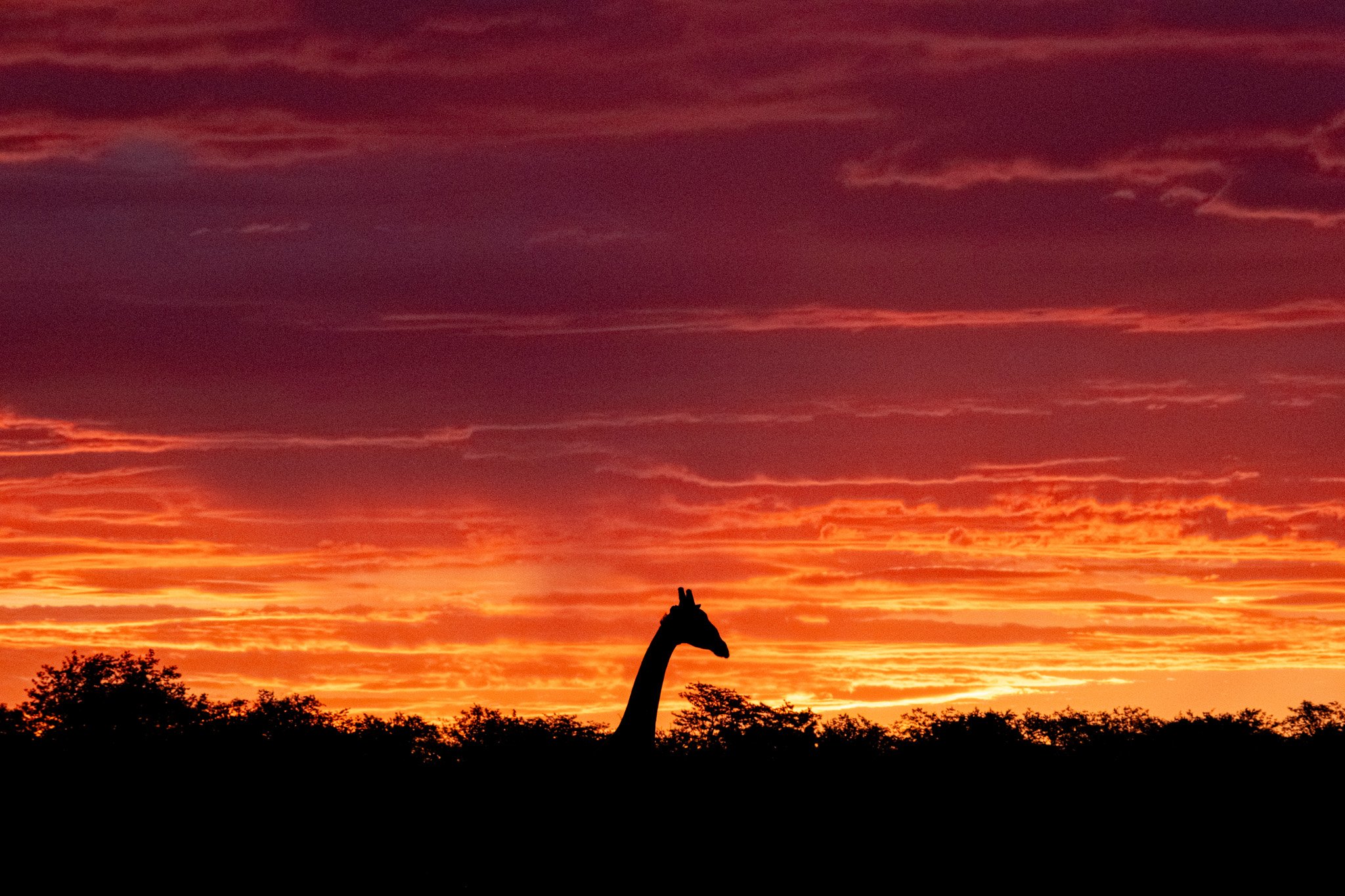 Giraffe at sunset