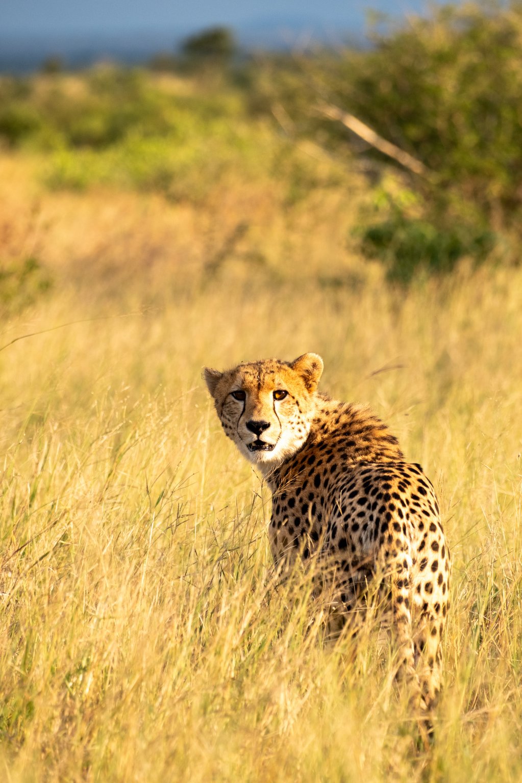 Wildlife in South Luangwa