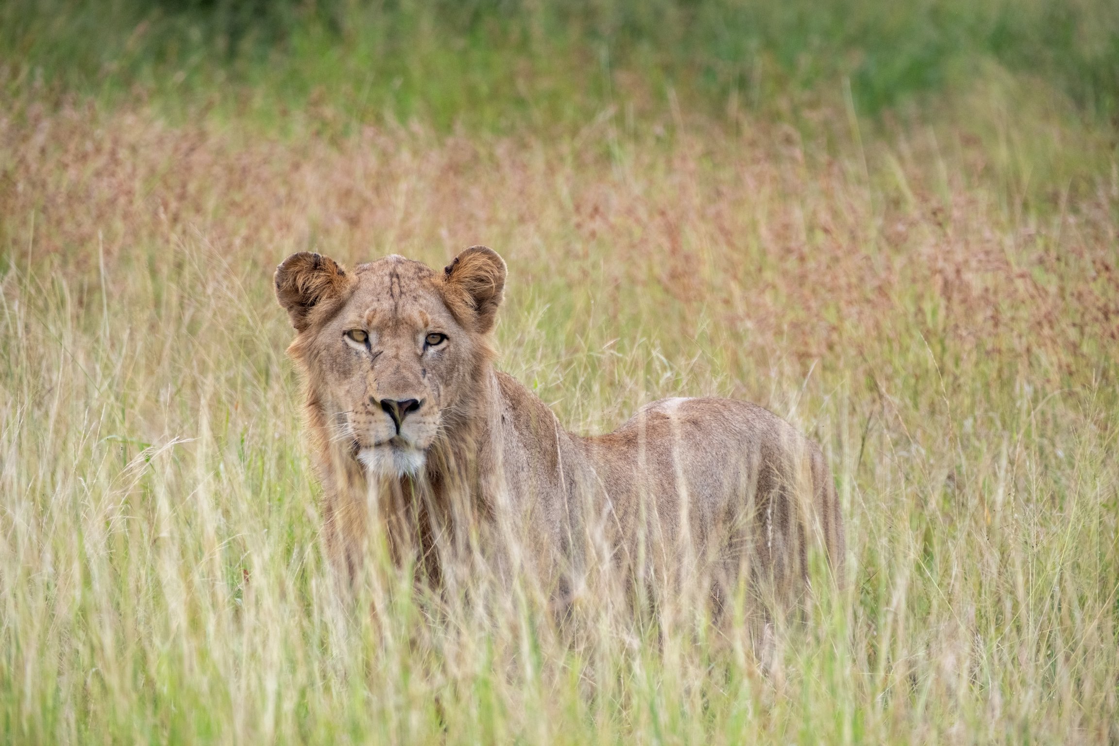 image of an adult lion in the tall grass