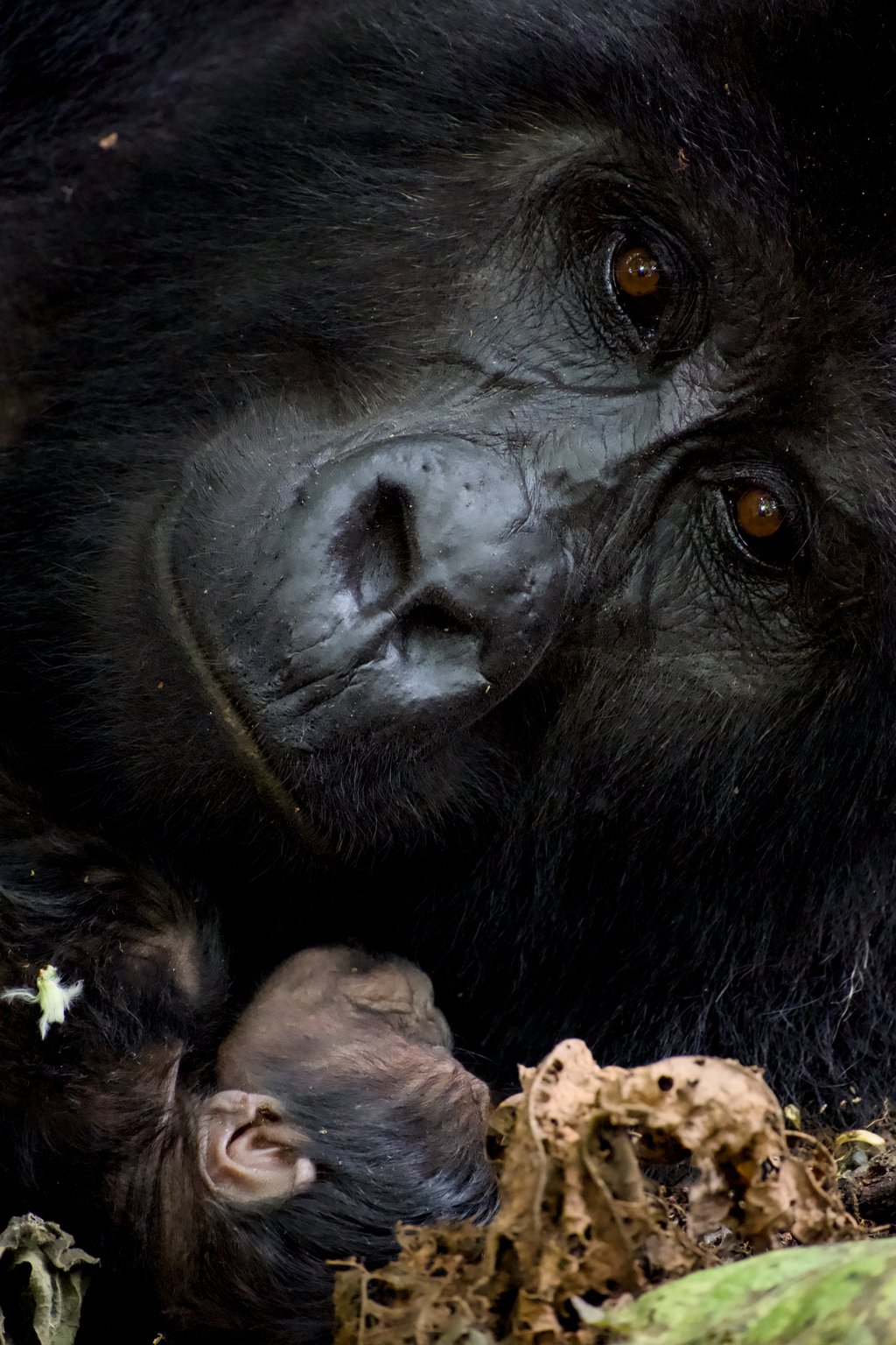 Silverback gorilla in natural habitat