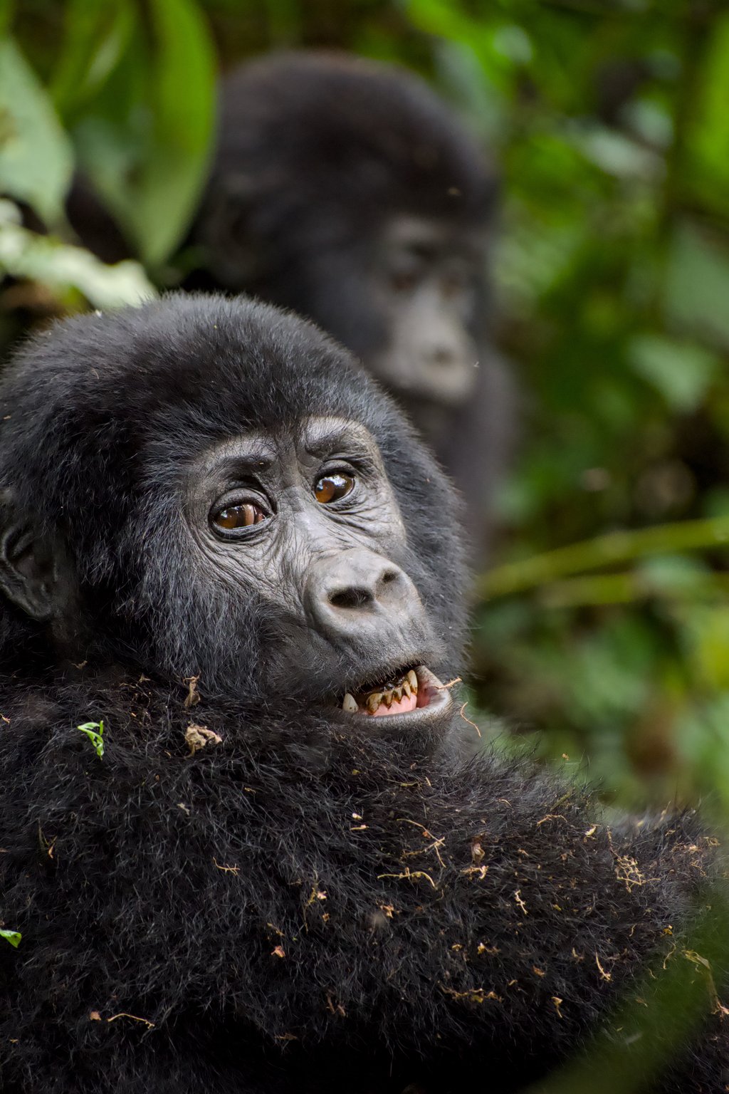 Mountain gorilla family in the wild