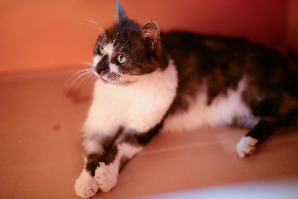 こたつの中でくつろぐ猫、冬の室内の暖かい風景
