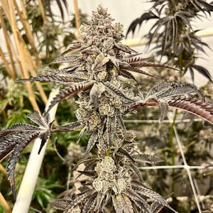 Uxlab yotgan opa ichida jinsiy aloqa tugadi Porno video super lanet paneli