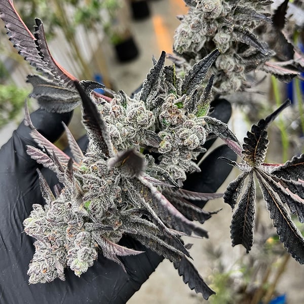 Kemerovo viloyati, Mezhdurechensk shahrida yaqinlik Ular qichqirgan joyda porno