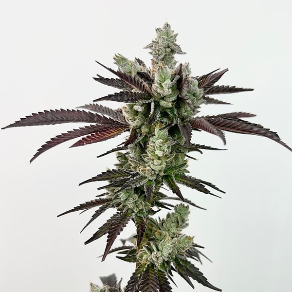 Next Level – Exotic Genetix