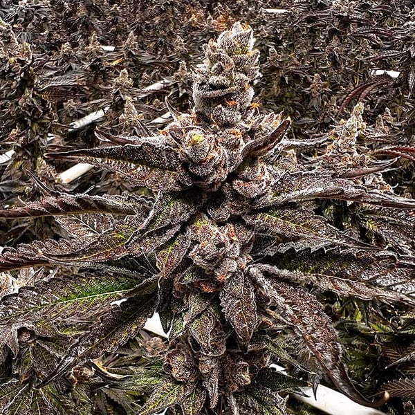 Porn Picture