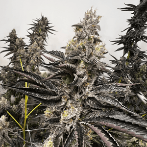 Seeds – Page 2 – Exotic Genetix