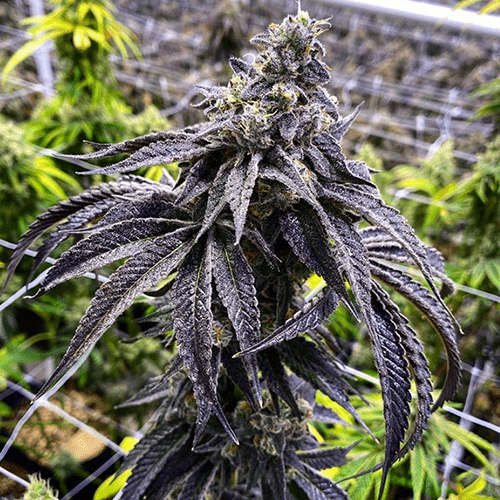 Wet Betty (Retired) – Exotic Genetix
