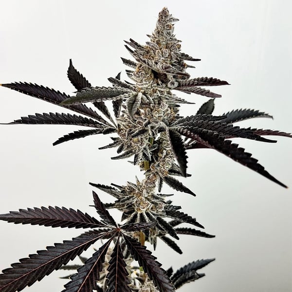 Cosmic 22 – Exotic Genetix