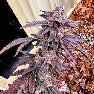 Yikes (Retired) – Exotic Genetix display picture 2