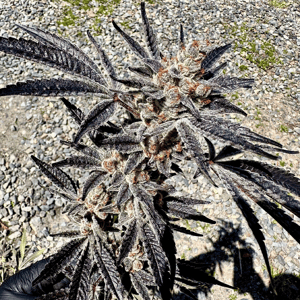 Marshmallow Mountain