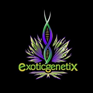 Backstock Stimmy's Choice