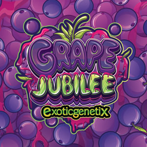 Grape Jubilee Player Packs