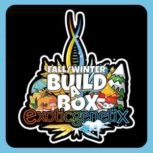 Fall/Winter Build A Box