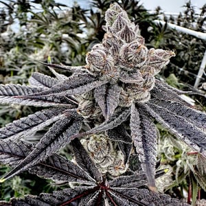 Seeds – Page 2 – Exotic Genetix