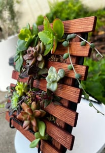 Spring Garden Succulent (Instructor Travels)