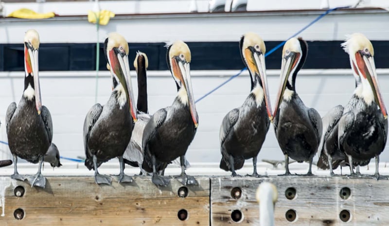Guided Team Kayak Tour Past Houseboats, Harbor Seals and Ships - Gallery image