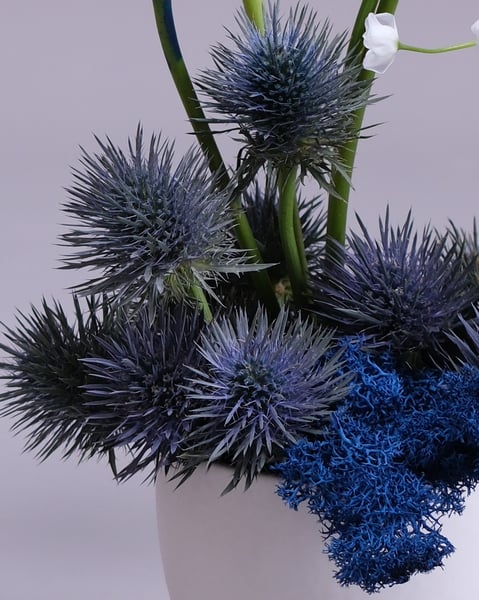 Celestial Blue Anthurium Arrangement Set of Two with Thistle - Gallery image