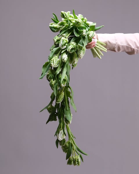 Cascading Green Parrot Tulip Bridal Bouquet in Chartreuse - Gallery image