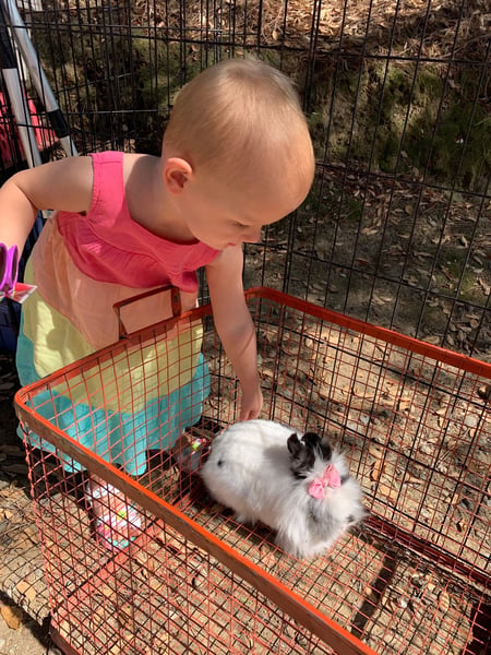 Mobile Petting Zoo for Kids Birthday Parties and Family Events - Gallery image