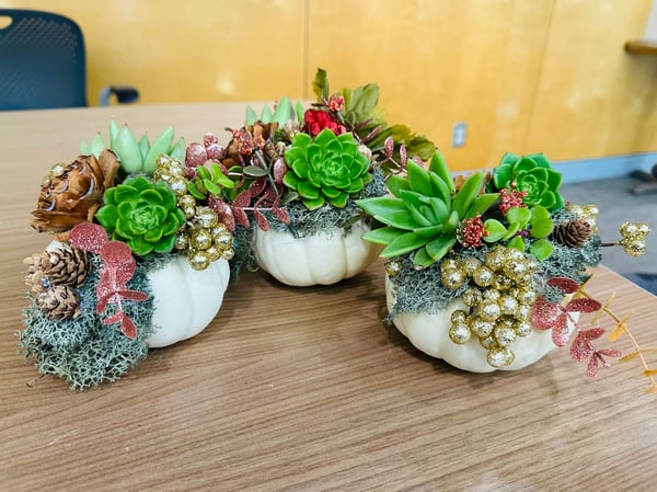 Pumpkin Succulent Planter Experience - Holiday Party - Featured image