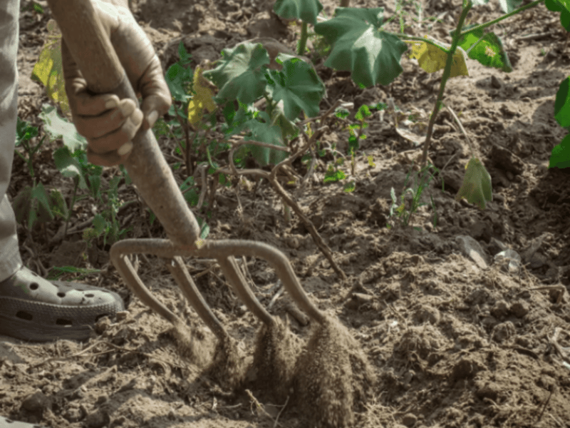 Volunteer & Garden for a Cause — Grow Food, Grow Community - Gallery image