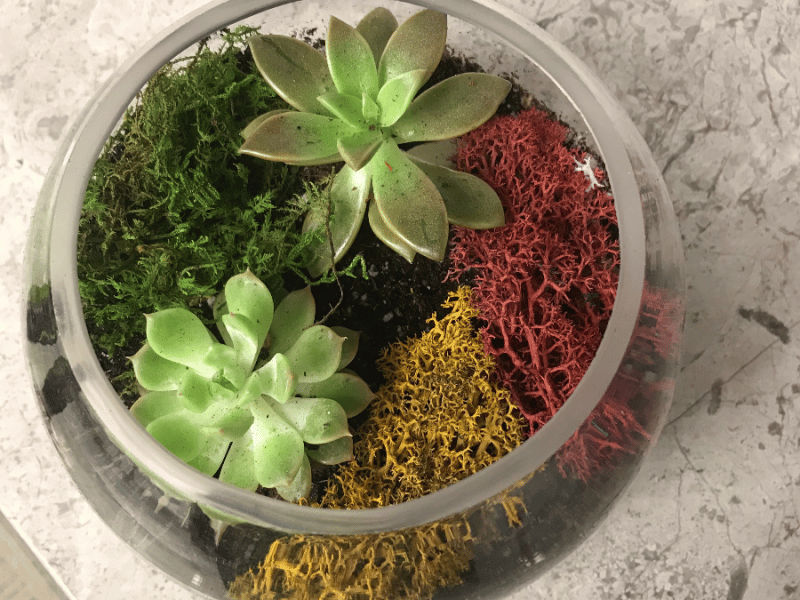 Traveling Terrarium & Sip: Tequila or Wine Edition - Gallery image
