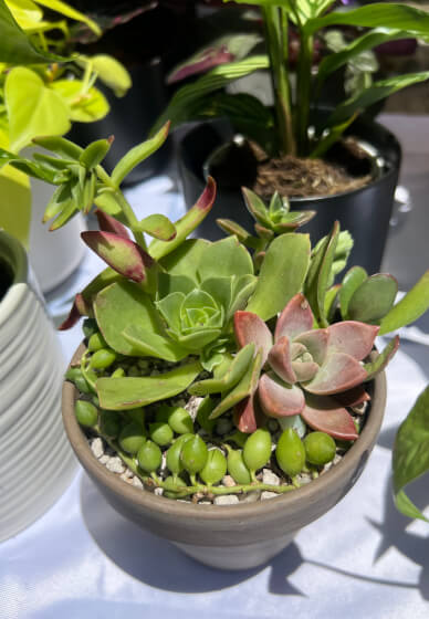 Spring Garden Succulent (Instructor Travels) - Gallery image