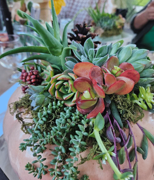 Succulent Arrangement Workshop for (Instructor Travels) - Gallery image