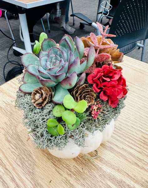 Pumpkin Succulent Planter Experience - Gallery image