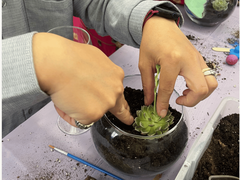 Dig In: Make Your Own Succulent Terrarium - Gallery image