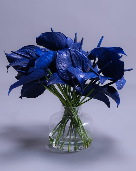 Sculptural Arrangement of Around Thirty Royal Blue Anthuriums - Gallery image