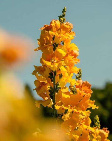 Farm-Grown Wedding Flowers, Bouquets and Centerpieces Menu - Gallery image