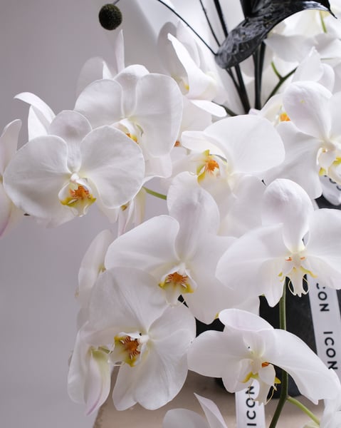Sculptural Arrangement with White Orchids and Black Anthuriums - Gallery image