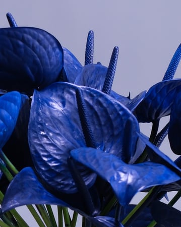 Sculptural Arrangement of Around Thirty Royal Blue Anthuriums - Anniversary - Featured image