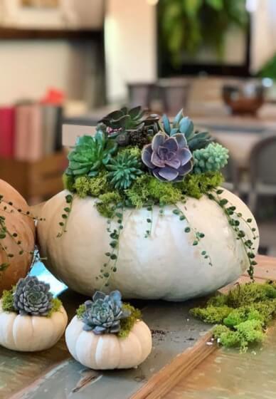 Succulent Pumpkin Workshop for Creative Team Building - Gallery image